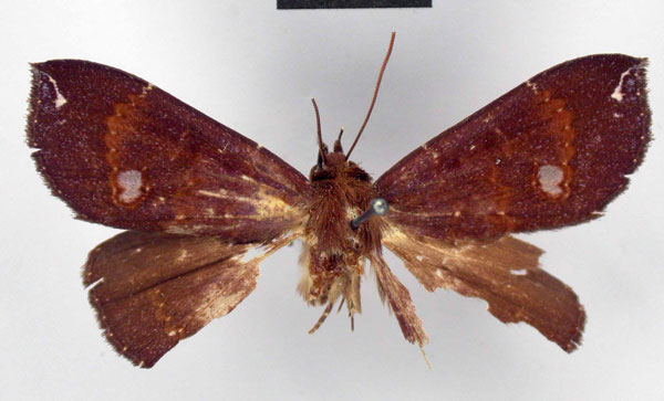 /filer/webapps/moths/media/images/F/fenestratum_Megacephalon_HT_ZMHB.jpg