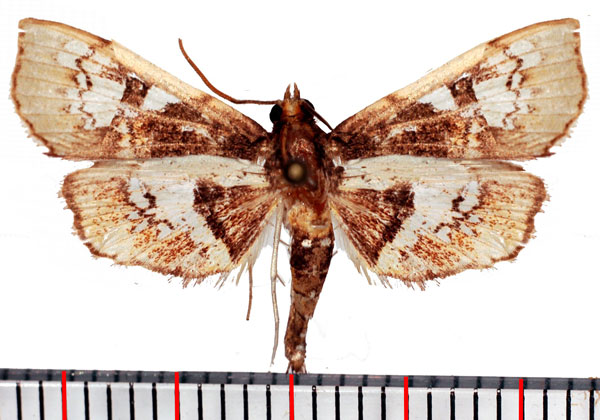/filer/webapps/moths/media/images/F/fenestratum_Thliptoceras_AM_Poltavsky.jpg