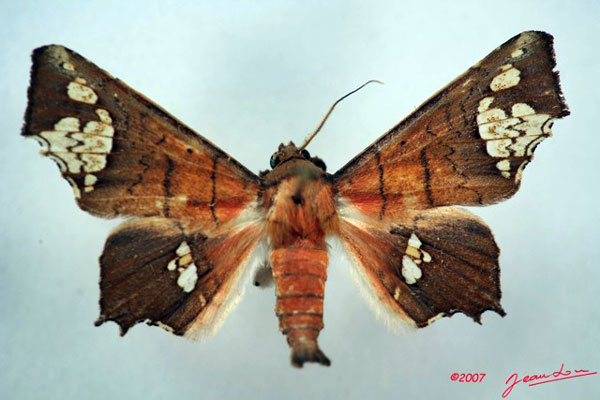 /filer/webapps/moths/media/images/F/fenestrifera_Episparis_AM_Albert_01.jpg