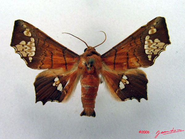 /filer/webapps/moths/media/images/F/fenestrifera_Episparis_AM_Albert_02.jpg