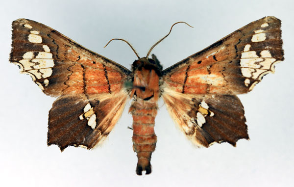 /filer/webapps/moths/media/images/F/fenestrifera_Episparis_AM_Aulombard.jpg
