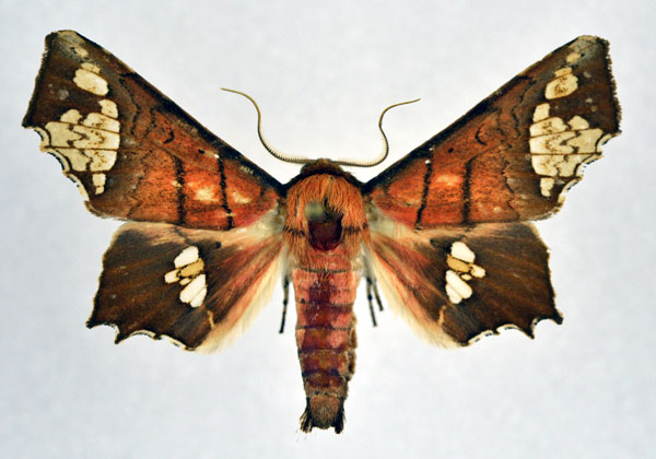 /filer/webapps/moths/media/images/F/fenestrifera_Episparis_AM_NHMO.jpg