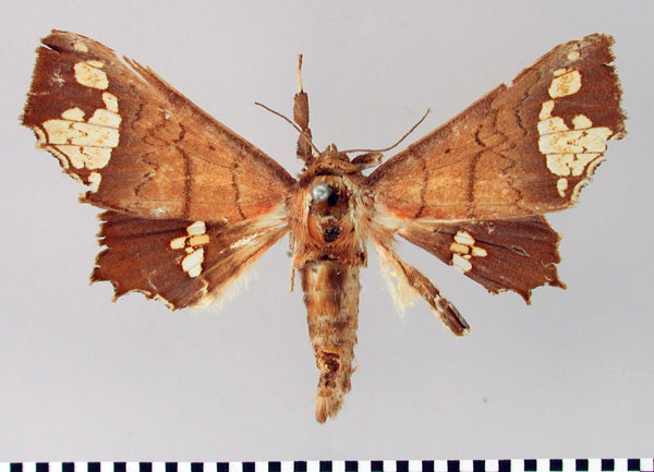 /filer/webapps/moths/media/images/F/fenestrifera_Episparis_AM_SNHM.jpg