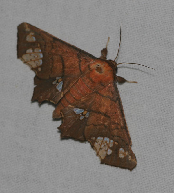 /filer/webapps/moths/media/images/F/fenestrifera_Episparis_A_Jorpeland.jpg