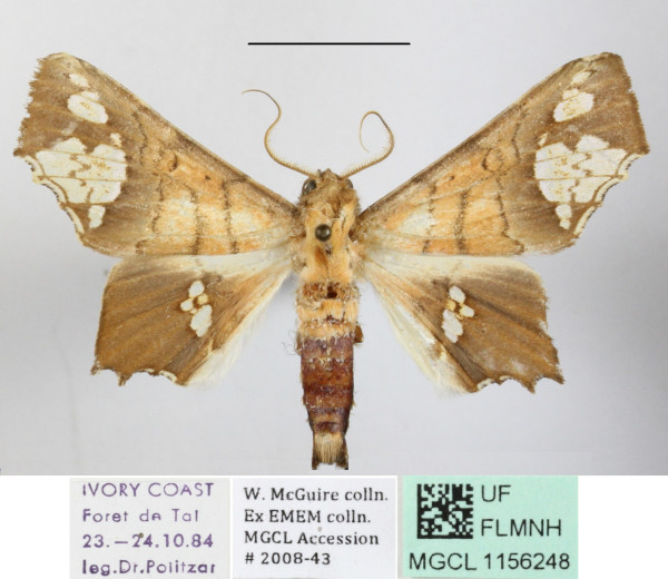/filer/webapps/moths/media/images/F/fenestrifera_Episparis_A_MGCLa_01.JPG