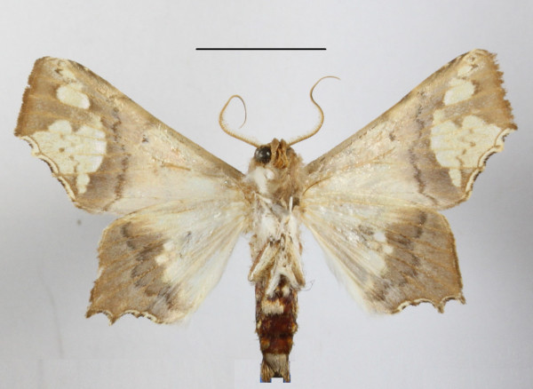 /filer/webapps/moths/media/images/F/fenestrifera_Episparis_A_MGCLb_01.JPG