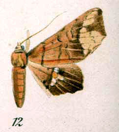 /filer/webapps/moths/media/images/F/fenestrifera_Episparis_HT_Bryk_1915_12.jpg
