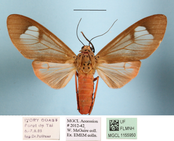 /filer/webapps/moths/media/images/F/fennia_Amerila_A_MGCLa_01.jpg