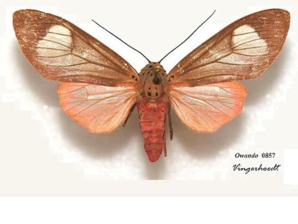 /filer/webapps/moths/media/images/F/fennia_Amerila_A_Vingerhoedt_01.jpg