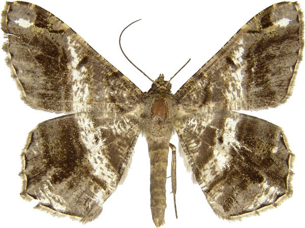 /filer/webapps/moths/media/images/F/feraliata_Chiasmia_A_MCJM.jpg