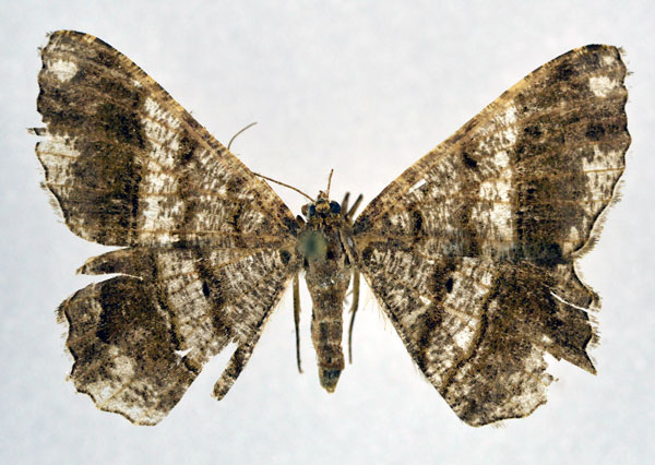/filer/webapps/moths/media/images/F/feraliata_Chiasmia_A_NHMO.jpg