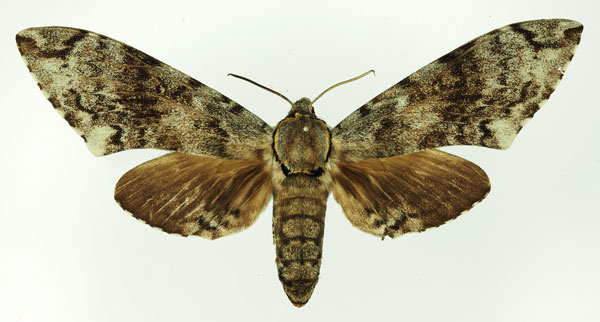 /filer/webapps/moths/media/images/F/ferax_Covelliana_AF_Basquin.jpg