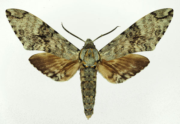 /filer/webapps/moths/media/images/F/ferax_Covelliana_AM_Basquin_01.jpg