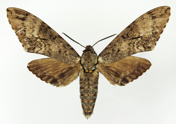 /filer/webapps/moths/media/images/F/ferax_Covelliana_AM_Basquin_02.jpg