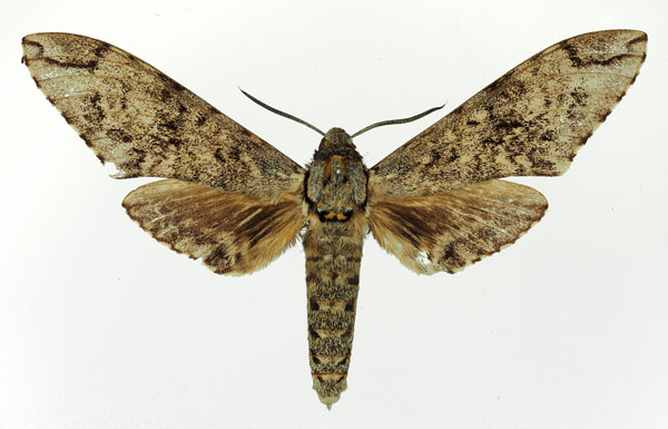 /filer/webapps/moths/media/images/F/ferax_Covelliana_AM_Basquin_03.jpg
