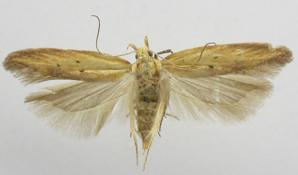 /filer/webapps/moths/media/images/F/ferax_Gelechia_LT_TMSA.jpg