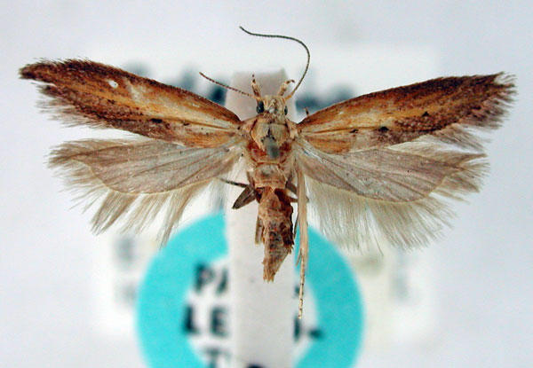 /filer/webapps/moths/media/images/F/ferax_Gelechia_PLT_BMNH.jpg