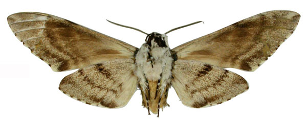 /filer/webapps/moths/media/images/F/ferax_Poliana_LT_NHMUKb.jpg