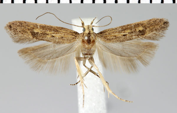 /filer/webapps/moths/media/images/F/feraxoides_Parapsectris_HT_ZMHB.jpg