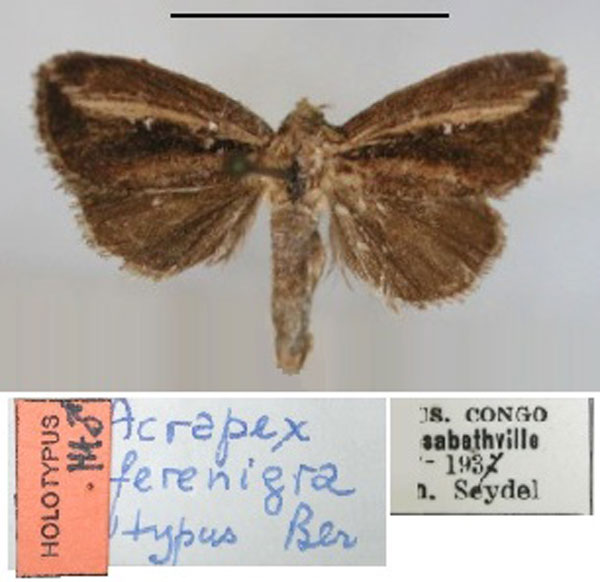 /filer/webapps/moths/media/images/F/ferenigra_Acrapex_HT_RMCA_01.jpg