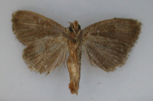 /filer/webapps/moths/media/images/F/ferenigra_Acrapex_HT_RMCA_02.jpg