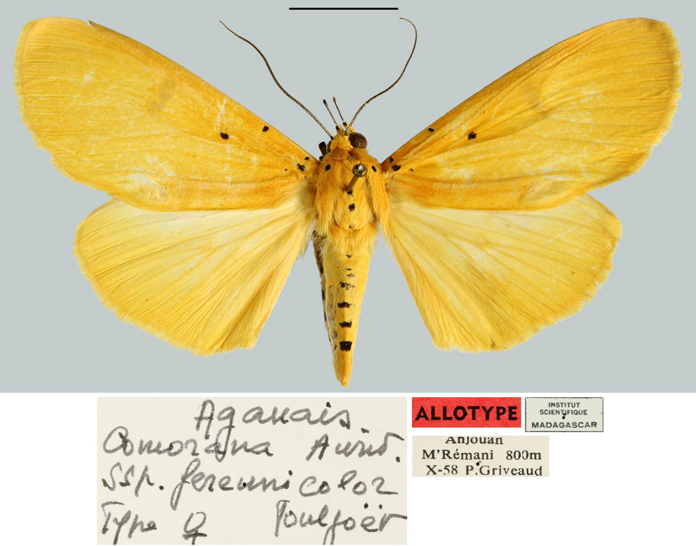 /filer/webapps/moths/media/images/F/fereunicolor_Aganais_AT_MNHNa.jpg