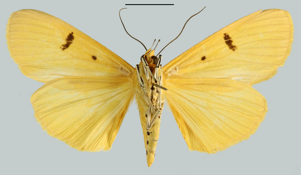 /filer/webapps/moths/media/images/F/fereunicolor_Aganais_AT_MNHNb.jpg