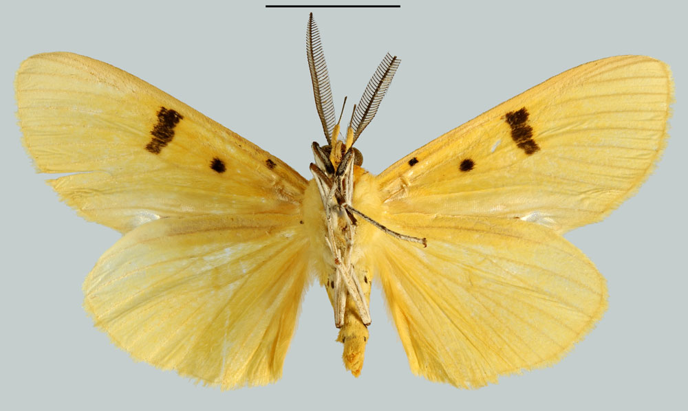 /filer/webapps/moths/media/images/F/fereunicolor_Aganais_HT_MNHNb.jpg