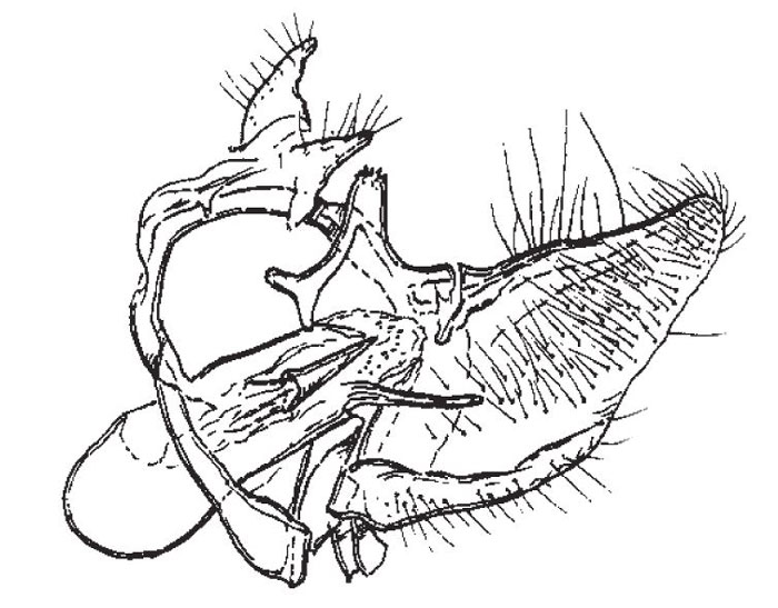 /filer/webapps/moths/media/images/F/feriata_Pharmacis_GMHT_TMSA_4710.jpg