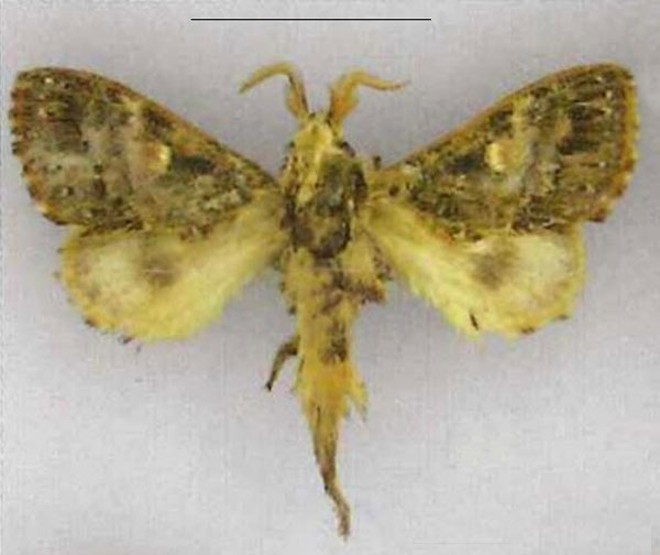 /filer/webapps/moths/media/images/F/ferlina_Odontocheilopteryx_HT_ZSM.jpg