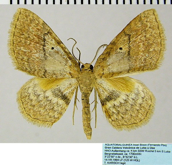 /filer/webapps/moths/media/images/F/fernandi_Asthenotricha_AM_ZSMa.jpg