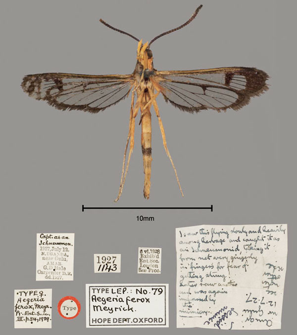 /filer/webapps/moths/media/images/F/ferox_Aegeria_HT_OUMNH_02.jpg