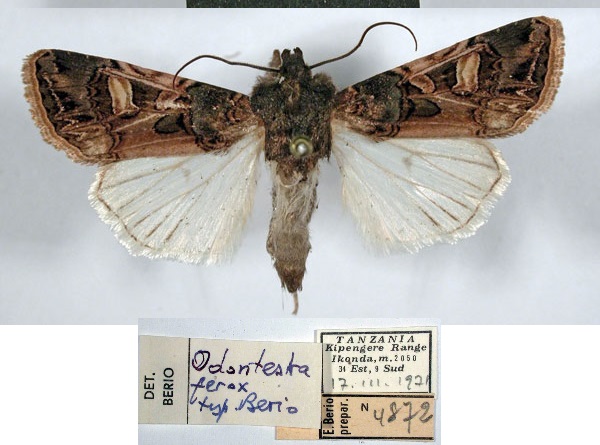 /filer/webapps/moths/media/images/F/ferox_Odontestra_HT_MSNM.jpg