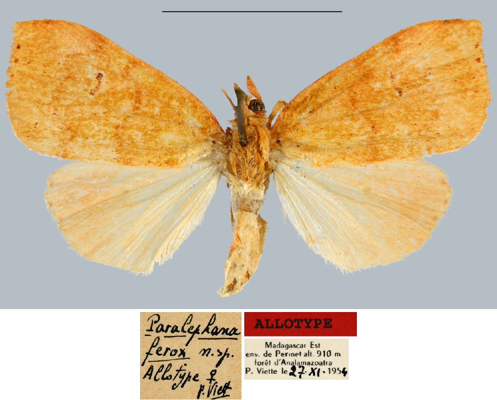 /filer/webapps/moths/media/images/F/ferox_Paralephana_AT_MNHN.jpg