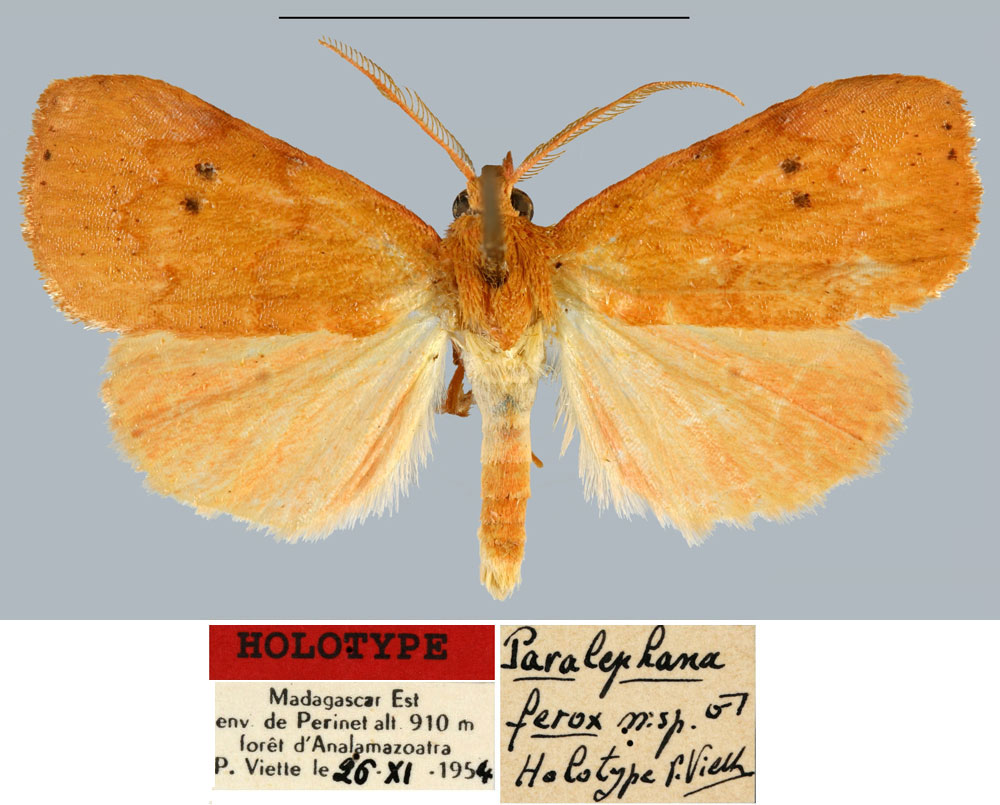 /filer/webapps/moths/media/images/F/ferox_Paralephana_HT_MNHN.jpg