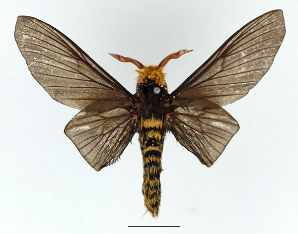 /filer/webapps/moths/media/images/F/ferox_Phoberopsis_AM_Basquin_01.jpg