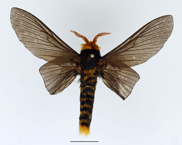 /filer/webapps/moths/media/images/F/ferox_Phoberopsis_AM_Basquin_02.jpg