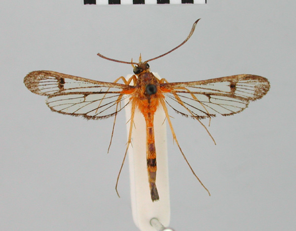 /filer/webapps/moths/media/images/F/ferox_Synanthedon_AM_BMNH.jpg