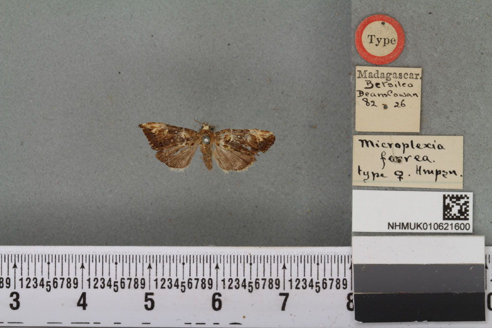 /filer/webapps/moths/media/images/F/ferrea_Microplexia_HT_BMNHa.jpg