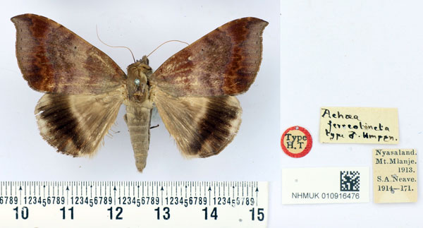 /filer/webapps/moths/media/images/F/ferreotincta_Achaea_HT_BMNH.jpg