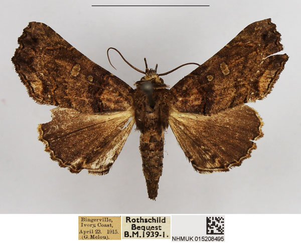 /filer/webapps/moths/media/images/F/ferridorsata_Eutelia_AF_NHMUK.jpg