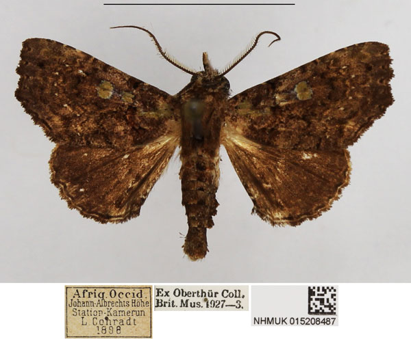 /filer/webapps/moths/media/images/F/ferridorsata_Eutelia_AM_NHMUK.jpg