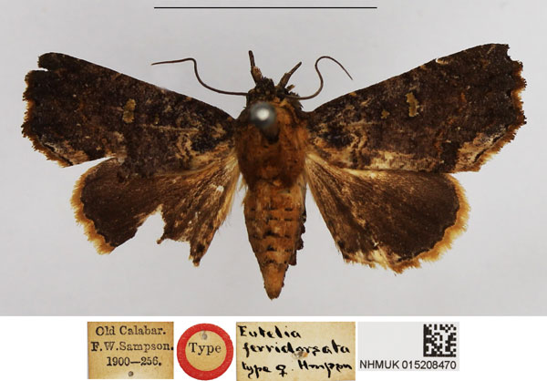 /filer/webapps/moths/media/images/F/ferridorsata_Eutelia_HT_NHMUK.jpg