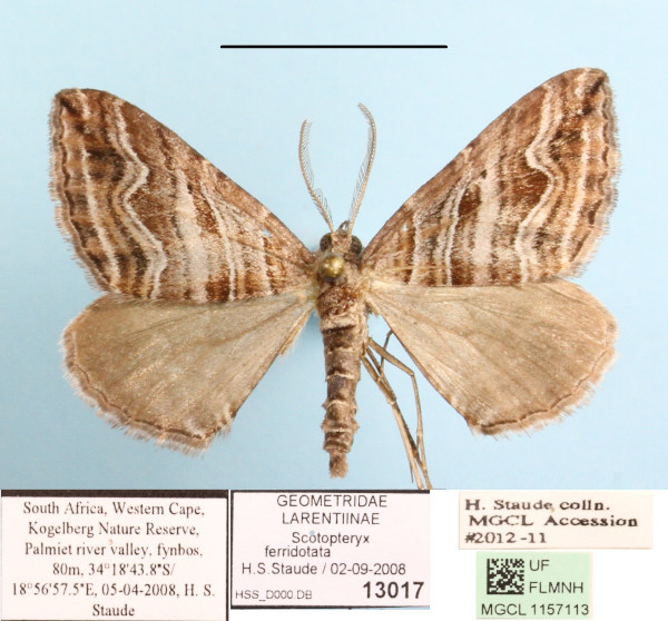 /filer/webapps/moths/media/images/F/ferridotata_Scotopteryx_A_MGCLa_01.JPG