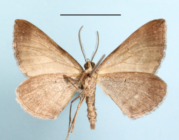 /filer/webapps/moths/media/images/F/ferridotata_Scotopteryx_A_MGCLb_01.JPG