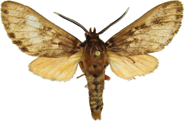 /filer/webapps/moths/media/images/F/ferrigera_Hippurarctia_AM_MCJM.jpg