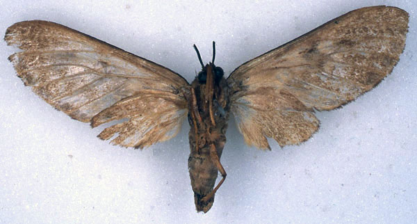 /filer/webapps/moths/media/images/F/ferrigera_Hippurarctia_HT_BMNH_02.jpg