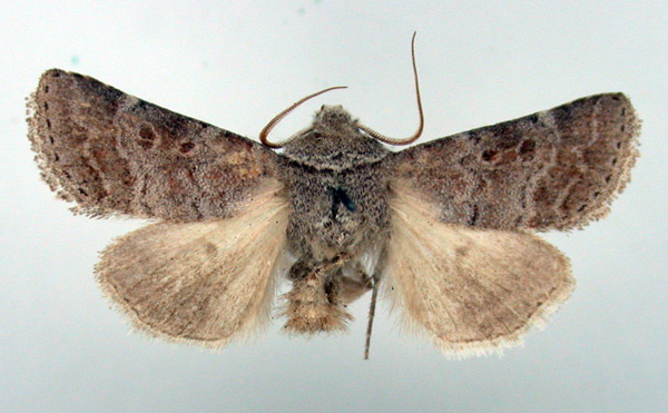 /filer/webapps/moths/media/images/F/ferrogrisea_Caffristis_AM_BMNH.jpg