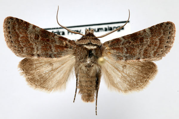 /filer/webapps/moths/media/images/F/ferrogrisea_Caffristis_AM_Schellhorn.jpg