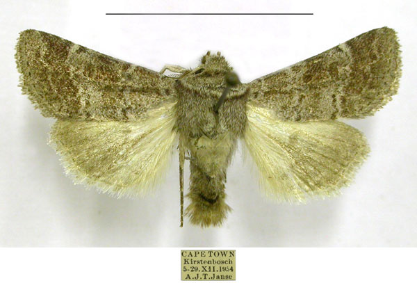 /filer/webapps/moths/media/images/F/ferrogrisea_Caffristis_AM_TMSA.jpg